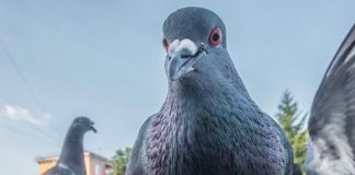 Científicos chinos logran controlar el cerebro de aves