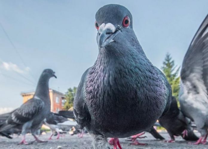 Científicos chinos logran controlar el cerebro de aves