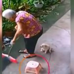 VIDEO: “El amor más puro” Perrito salva a su dueña de tener un accidente Perrito salva a su dueña de sufrir un accidente