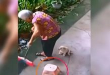 VIDEO: “El amor más puro” Perrito salva a su dueña de tener un accidente Perrito salva a su dueña de sufrir un accidente