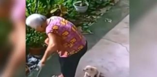 Perrito salva a su dueña de sufrir un accidente