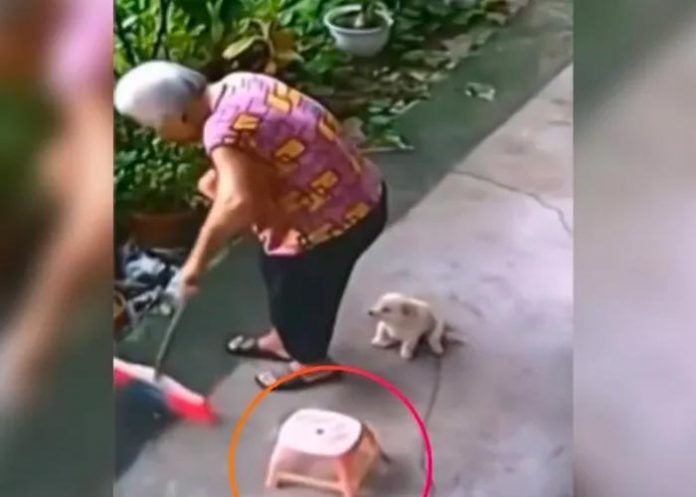 perro Perrito salva a su dueña de sufrir un accidente