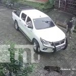 ¡Indignante! Camioneta pasa encima de inocente perro en Masaya (VIDEO FUERTE) Camioneta mata de forma cruel a un perro en una calle de La Concepción, Masaya