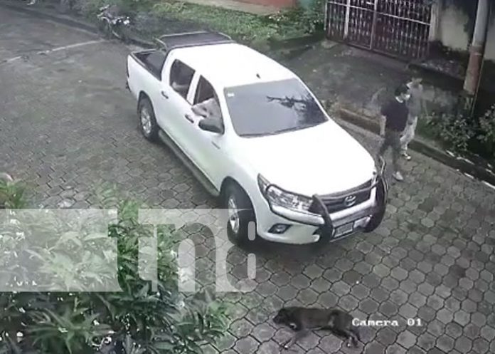 Camioneta mata de forma cruel a un perro en una calle de La Concepción, Masaya