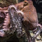 Cada 8 de octubre se celebra el Día Internacional del Pulpo, ¿por qué? 8 de octubre, Día Internacional del Pulpo