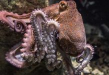 Cada 8 de octubre se celebra el Día Internacional del Pulpo, ¿por qué? 8 de octubre, Día Internacional del Pulpo