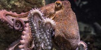 8 de octubre, Día Internacional del Pulpo