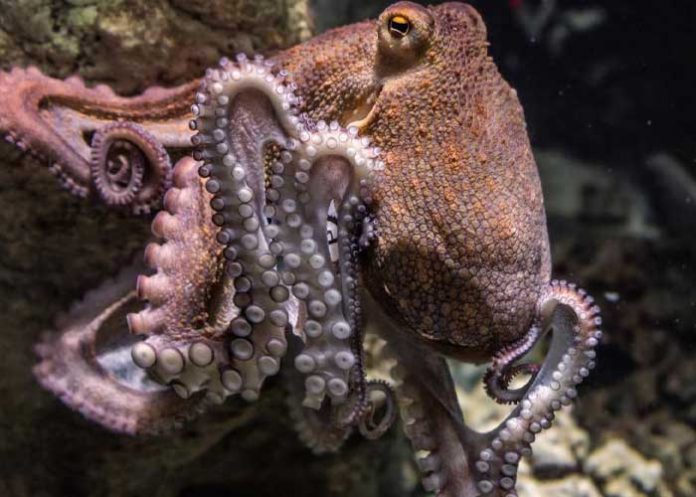 8 de octubre, Día Internacional del Pulpo