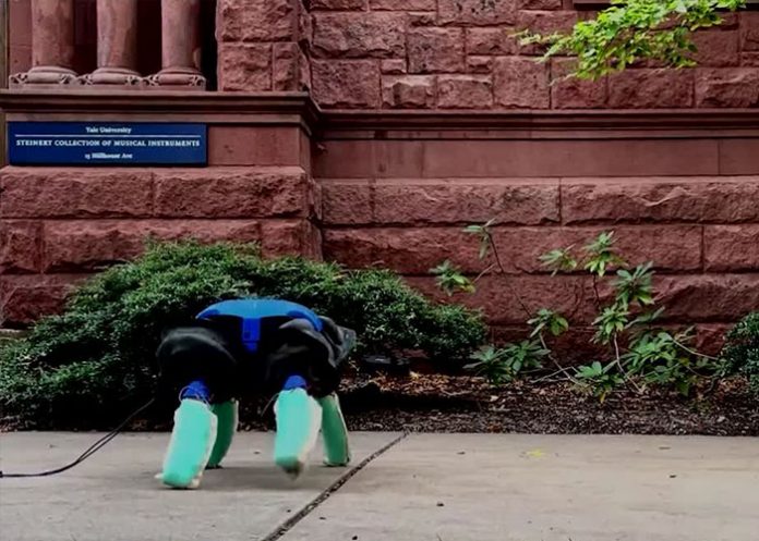 robot2 El robot inspirado en las tortugas que promete ayudar a la preservación ambiental