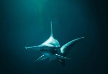 «Impresionante»: tiburón con mas de 80 millones de años
