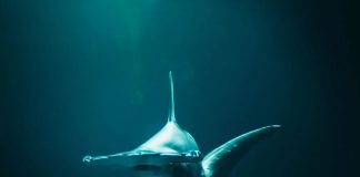 «Impresionante»: tiburón con mas de 80 millones de años