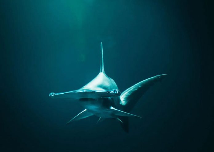 «Impresionante»: tiburón con mas de 80 millones de años