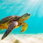 Se revela que más de 50 animales "mudos" comunican vocalmente