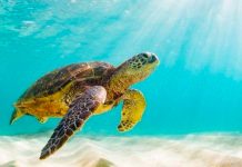 Se revela que más de 50 animales "mudos" comunican vocalmente