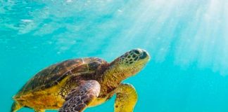 Se revela que más de 50 animales "mudos" comunican vocalmente