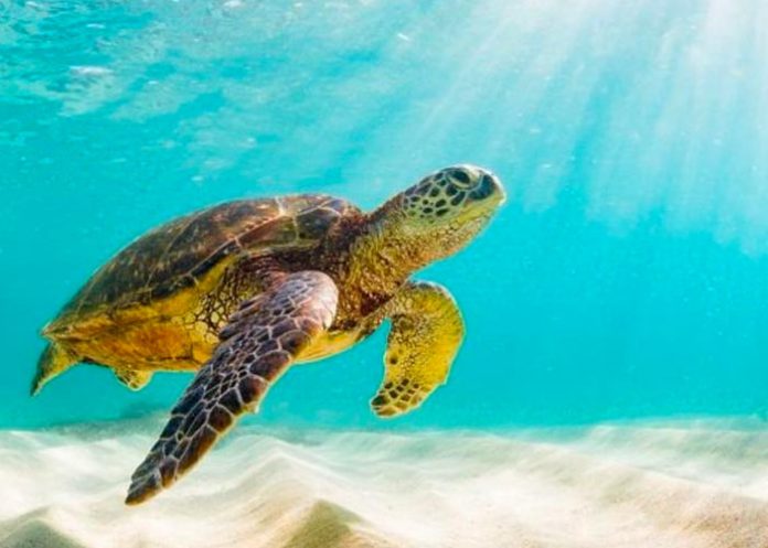 Se revela que más de 50 animales 