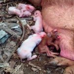 Impresionante: Trasplantan órganos de un cerdo a un grupo de monos Impresionante: Trasplantan órganos de un cerdo a un grupo de monos