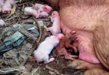 Impresionante: Trasplantan órganos de un cerdo a un grupo de monos Impresionante: Trasplantan órganos de un cerdo a un grupo de monos