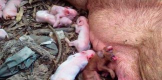 Impresionante: Trasplantan órganos de un cerdo a un grupo de monos