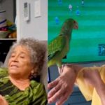 ¡Conmovedor video! Abuelita recibe loro de regalo para que no esté sola