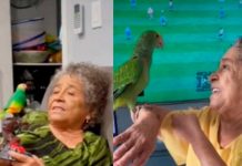 ¡Conmovedor video! Abuelita recibe loro de regalo para que no esté sola ¡Conmovedor video! Abuelita recibe loro de regalo para que no esté sola
