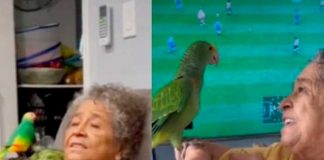 ¡Conmovedor video! Abuelita recibe loro de regalo para que no esté sola