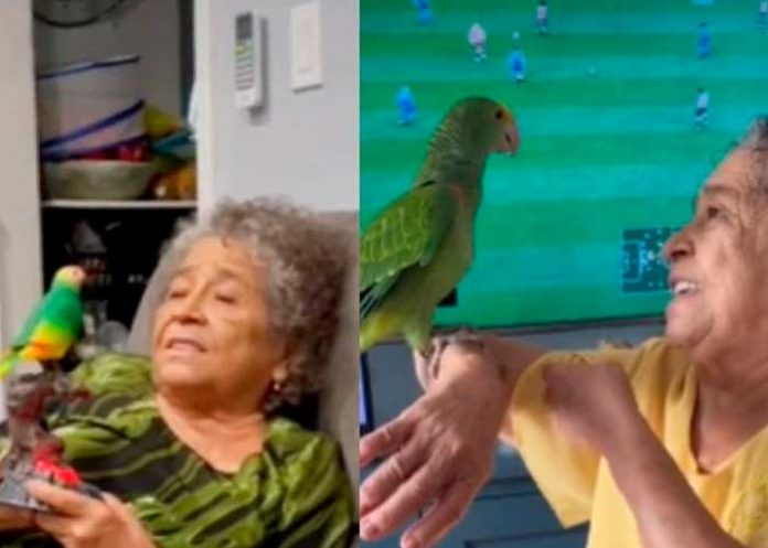 ¡Conmovedor video! Abuelita recibe loro de regalo para que no esté sola