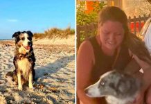 ¡Luchando por su vida! Perrita nada por días tras caer de un barco ¡Luchando por su vida! Perrita nada por días tras caer de un barco