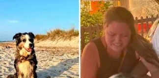 ¡Luchando por su vida! Perrita nada por días tras caer de un barco
