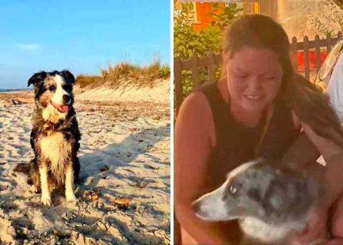 ¡Luchando por su vida! Perrita nada por días tras caer de un barco