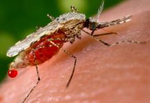 Encuentran mosquito resistente al insecticida y que produce la malaria Encuentran mosquito resistente al insecticida y que produce la malaria
