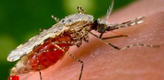 Encuentran mosquito resistente al insecticida y que produce la malaria