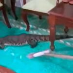 “Ándate mi niño precioso” Saca un cocodrilo de su casa con escobazos