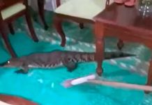 “Ándate mi niño precioso” Saca un cocodrilo de su casa con escobazos “Ándate mi niño precioso” Saca un cocodrilo de su casa con escobazos