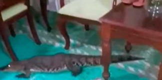 “Ándate mi niño precioso” Saca un cocodrilo de su casa con escobazos
