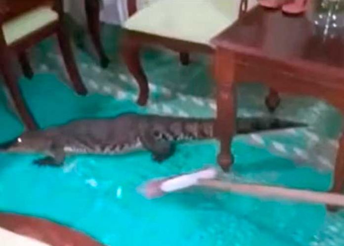 “Ándate mi niño precioso” Saca un cocodrilo de su casa con escobazos