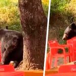 Viral: Oso es captado “perreando” dentro de instalaciones universitarias