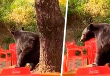 Viral: Oso es captado “perreando” dentro de instalaciones universitarias