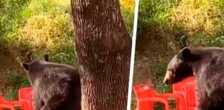 Viral: Oso es captado “perreando” dentro de instalaciones universitarias