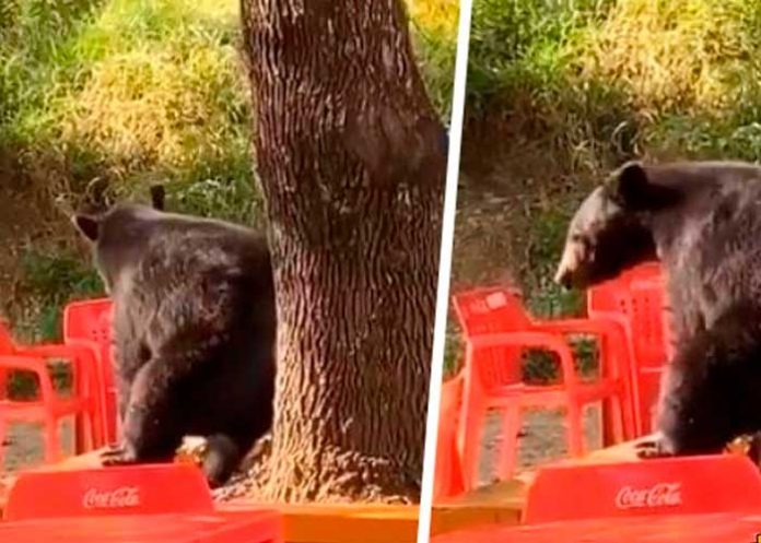 1 Viral: Oso es captado “perreando” dentro de instalaciones universitarias