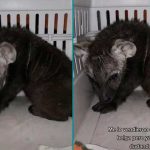 Joven compra un perrito pastor belga y recibe una hiena cachorro