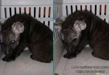 Joven compra un perrito pastor belga y recibe una hiena cachorro