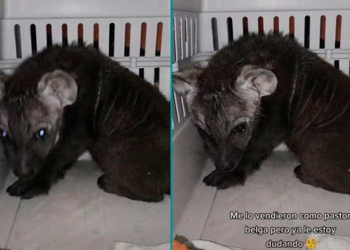 Joven compra un perrito pastor belga y recibe una hiena cachorro