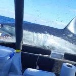 Turistas ven la muerte de cerca luego que tiburón saltara a su barco Turistas ven la muerte de cerca luego que tiburón saltara a su barco