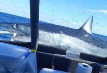 Turistas ven la muerte de cerca luego que tiburón saltara a su barco