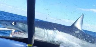 Turistas ven la muerte de cerca luego que tiburón saltara a su barco