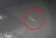 “El mundo está loco”: Aseguró haber visto corriendo a un dinosaurio “El mundo está loco”: Aseguró haber visto un dinosaurio corriendo