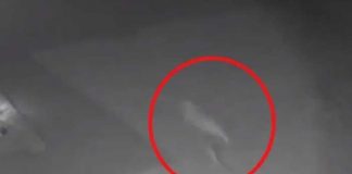 “El mundo está loco”: Aseguró haber visto un dinosaurio corriendo