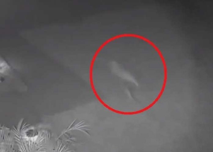 “El mundo está loco”: Aseguró haber visto un dinosaurio corriendo