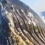 ¡Clase susto! Gigantesca ballena sorprende a pescadores (VIDEO) ¡Clase susto! Gigantesca ballena sorprende a pescadores (VIDEO)